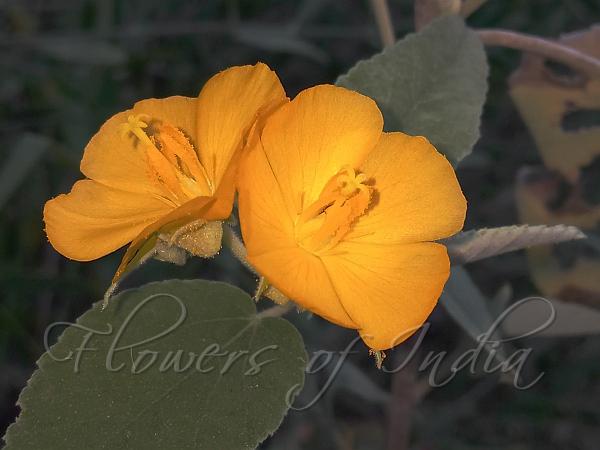 Large-Leaf Melhania